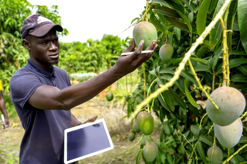 The 200-Acre Advantage: How Millennial Farmers Are Building Seven-Figure Operations Without Going Industrial