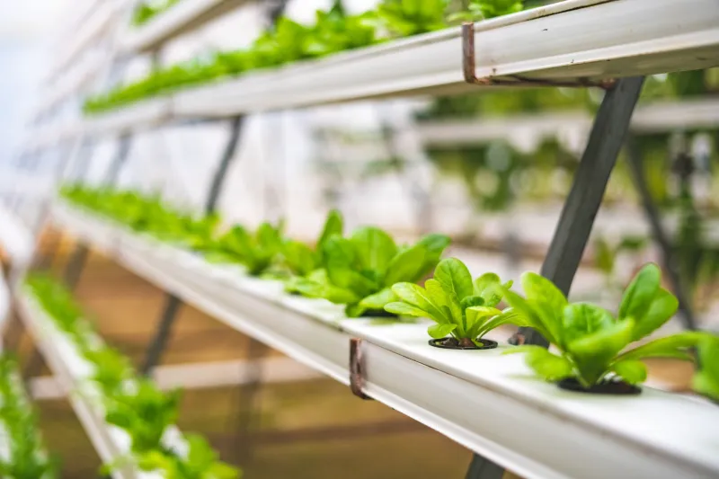 Growing Up, Not Out: What Vertical Farming's Midwest Expansion Means for Traditional Producers
