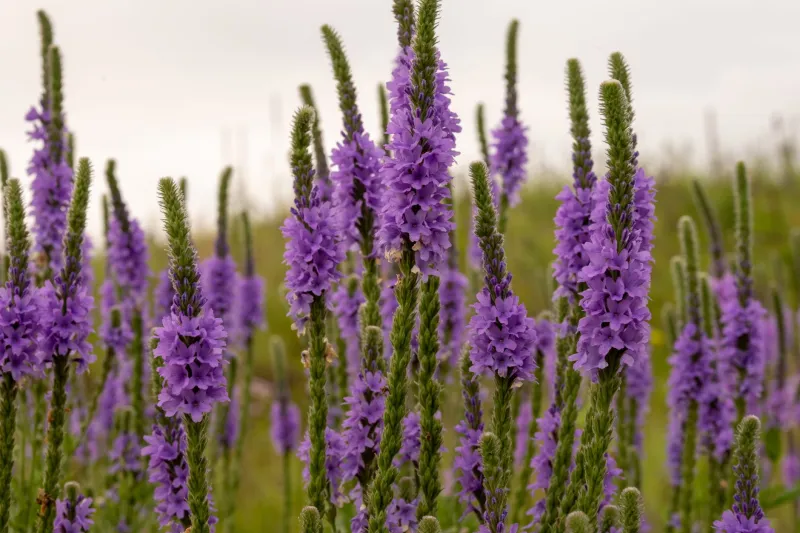 Beyond the Hive: How Habitat Banking Is Turning Pollinator Conservation Into a Profit Center for American Farmers