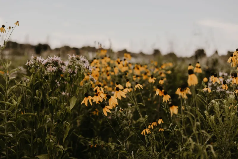 Margins in Bloom: How Native Wildflower Strips Are Becoming a Legitimate Revenue Line for American Farmers