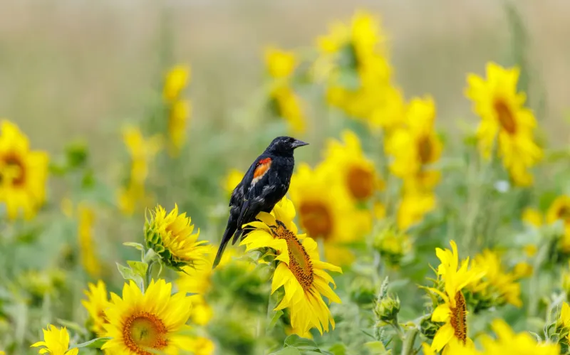 Beyond Organic: How Biodiversity Audits Are Opening Premium Markets for Conventional Farm Operations